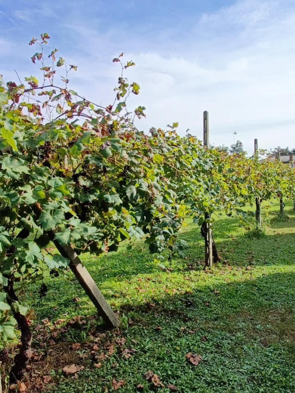Dimora Storica, Appartamento In Villa Pampinuccia باسّانو ديل غرابّا المظهر الخارجي الصورة